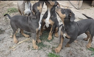 American Bully welpen Bild 4