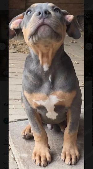 American Bully welpen Bild 7