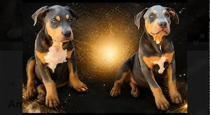 American Bully welpen Bild 3