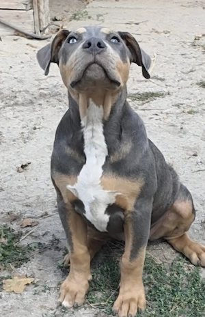 American Bully welpen Bild 9