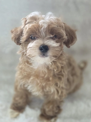3 Wunderschöne Maltipoo Welpen 