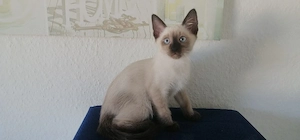 Siam katzen 