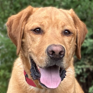 Mister Sam - 4 Jahre - Labrador - Tierhilfe Franken e.V.