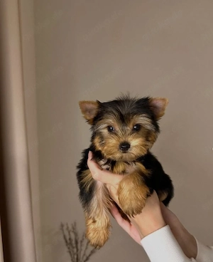 Yorkshire-Terrier