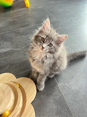Zauberhafte Maine Coon Kitten