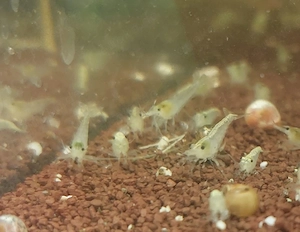 Futtergarnelen, Zwerggarnelen, Neocaridina 50 Stück