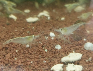 Futtergarnelen, Zwerggarnelen, Neocaridina 50 Stück