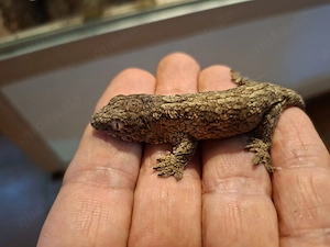 0.0.2 Leachianus Yate NZ 08.2026