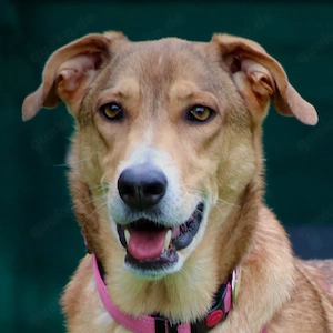 Athena - 5 Jahre - Mix - Tierhilfe Franken e.V.
