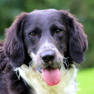 Stormy - 1 Jahr - Setter Münsterländer Mix - Tierhilfe Franken e.V.