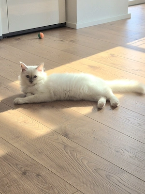 Reinrassiger Heiliger Birma Kater