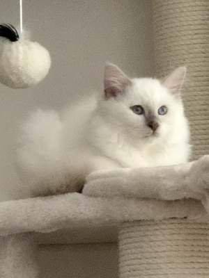 Reinrassiger Heiliger Birma Kater