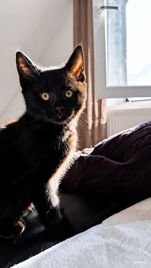 Bkh Kitten Abgabebereit 
