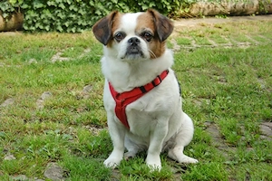 Mr Joschi - 8 Jahre - Jack Russel Pekinese Mix - Tierhilfe Franken e.V.