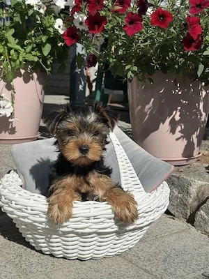Yorkshire-Terrier