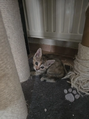 EKH Kitten 