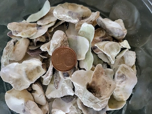 Muschelbruch Austernschalen für Aquarium Mineralien 100g