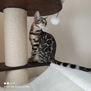 Wunderschönes Bengal Mädchen mit Stammbaum sucht ein neues Zuhause.