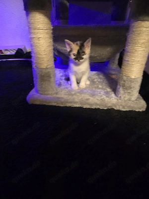 EKH Kitten Glückskatze