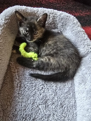EKH Kitten
