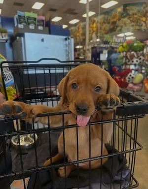 Fox Red Labrador Retriever   liebevoll aufgezogen und bereit für ein neues Zuhause