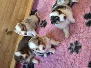 Australian Shepherd Welpen ASCA