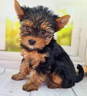Yorkshire-Terrier