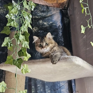 Mayla sucht ein liebevolles Zuhause 
