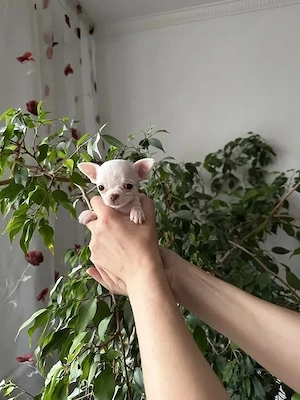 Chihuahua (3 Monate)