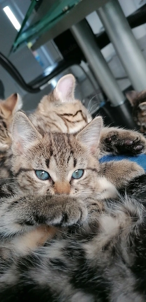 Kätzchen, Katzen, Baby Katzen 