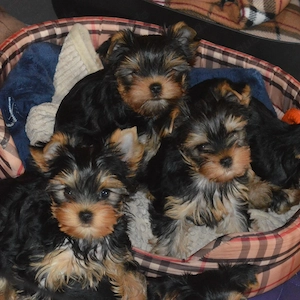 ***Yorkshire Terrier & Biewer Terrier Welpen in liebevolle Hände abzugeben ***