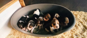 Beaglewelpen tricolor reinrassig 