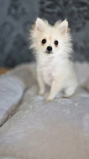 Pomeranian hund männliche