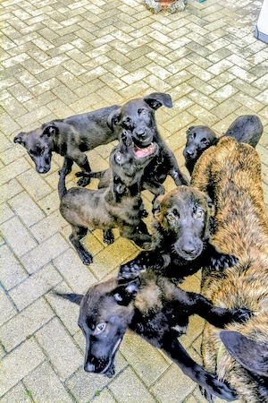 Hunde.Welpen ..Junghunde  