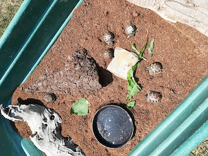 Babylandschildkröten zu verkaufen