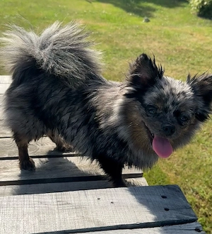 junges Pomchi Mädchen sucht ein liebevolles zu Hause