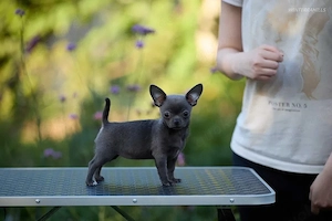 Chihuahua 3 Monate