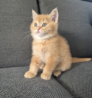 Süße BKH kitten 