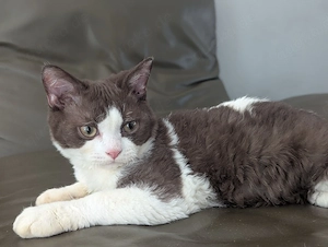 Selkirk Rex in lilac und chocolate nur noch Kater 