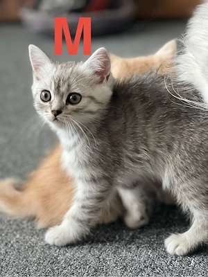Süßer BKH-Kater (Kitten) sucht ein Zuhause   