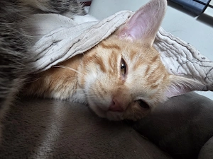 Nala sucht passendes Traumzuhause