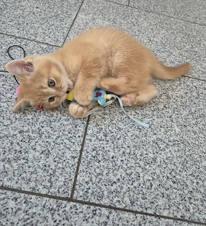Süße BKH kitten 