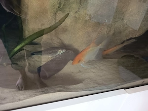 3 wunderschöne Skalarere