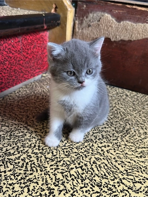   3 süße Kitten   Mix aus EKH & Britisch Langhaar   2 Weibchen & 1 Männchen   