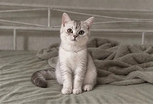 BKH-Katze sucht ein neues Zuhause