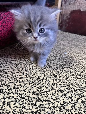    2süße Kitten   Mix aus EKH & Britisch Langhaar   1 Weibchen & 1 Männchen   