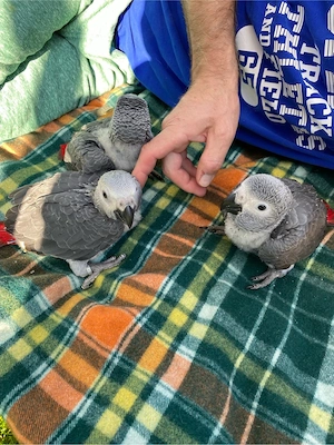 Junge Graupapageien männlich und weiblich Bild 2