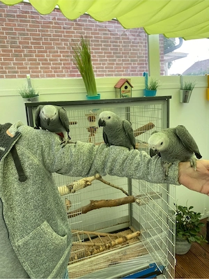 Junge Graupapageien männlich und weiblich Bild 4