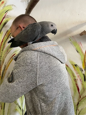 Junge Graupapageien männlich und weiblich Bild 3
