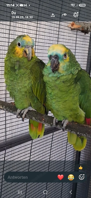 Pärchen Gelbscheitel Papageien 